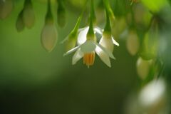 万緑　エゴの花