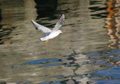 旅写真　カモメ　Ⅲ