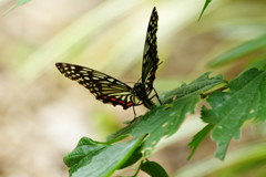 虫達を追って　ゴマダラチョウ？？？