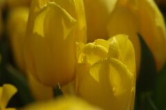 春燐　チューリップ