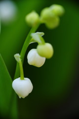 春を探して　鈴蘭