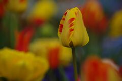 晩春　チュウリップ　Ⅱ