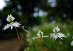 季夏　サギソウ Ⅱ