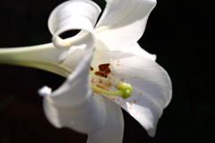 季夏　タカサゴユリ