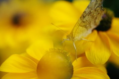 初夏　タテハチョウ　Ⅱ