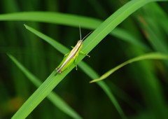 虫達を追って　イナゴ