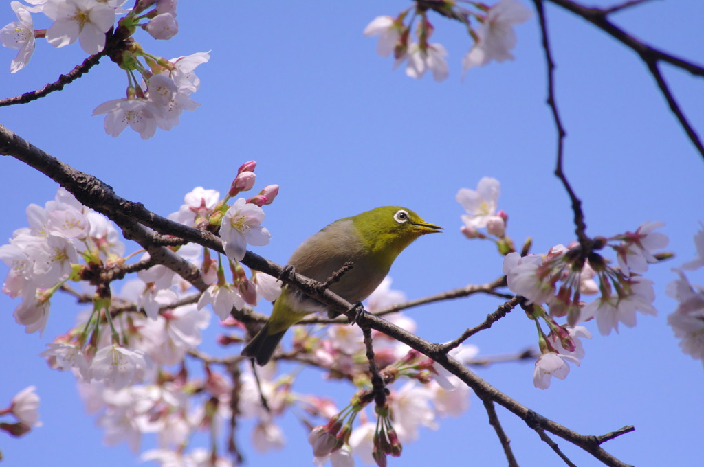 春爛漫　桜