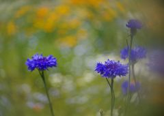 立夏　ヤグルマギク