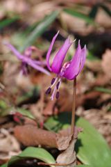 春光　カタクリ　Ⅱ