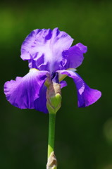 春爛漫　ドイツアヤメ？