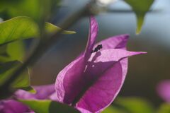 落日　ブーゲンビリア　Ⅱ