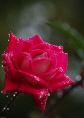 雨上がりの薔薇　Ⅱ