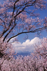 旅写真　アンズ　Ⅴ