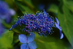 紫陽花　Ⅱ