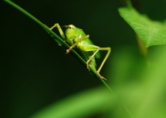 花と虫達　キリギリス？