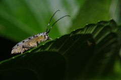 蝉時雨　カミキリムシ