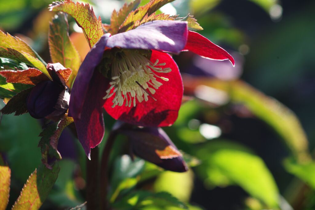 春燐　クリスマスローズ