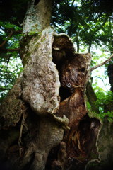 旅写真　ケヤキ　？