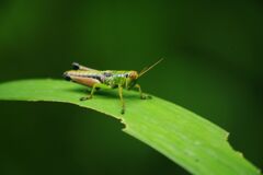はつ夏　トノサマバッタ？