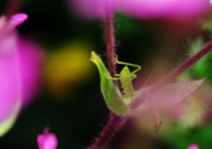 春爛漫　バッタ