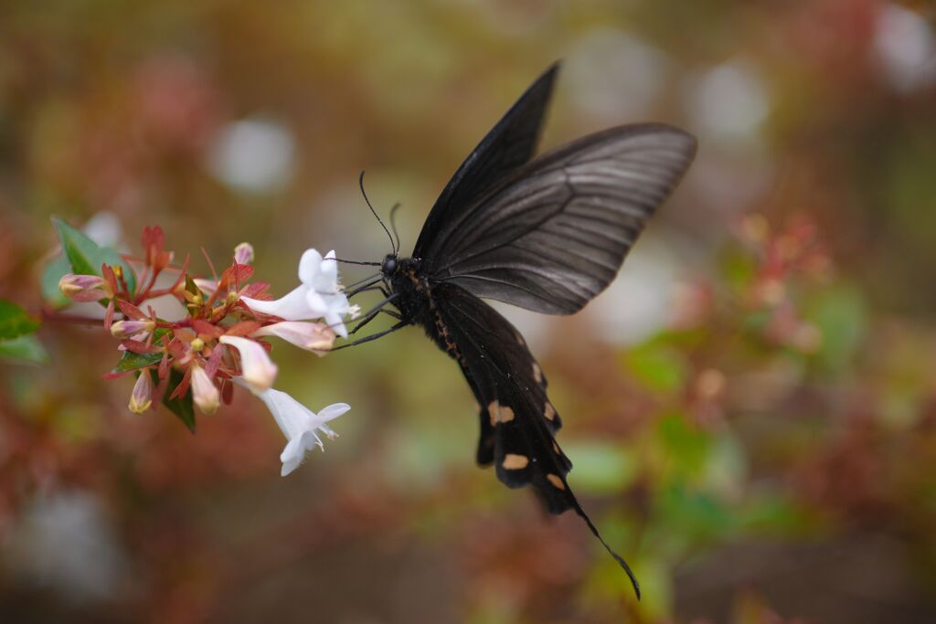 行秋　ジャコウアゲハ？　Ⅱ