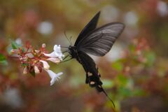 行秋　ジャコウアゲハ？　Ⅱ