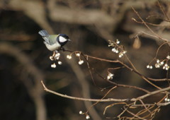 野鳥を探して　シジュウカラ