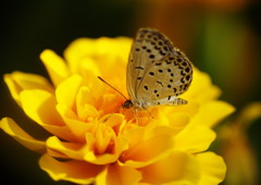 花と虫達　ヤマトシジミ