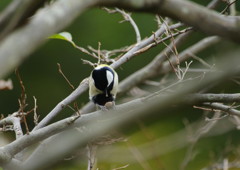 野鳥を探して　シジュウカラ　Ⅱ