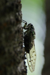 虫達を追って　つくつくぼうし？