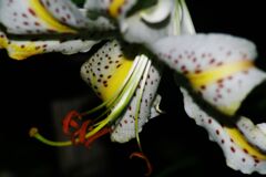 はつ夏　ヤマユリ