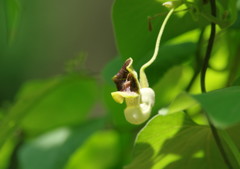 初夏を探して　ウマノスズクサ　Ⅱ