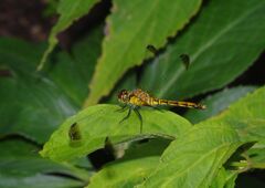 季夏　トンボ　Ⅱ