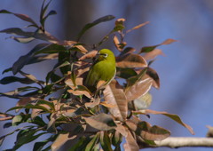 野鳥を追って　メジロ