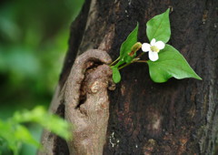 身近な風景　？？？