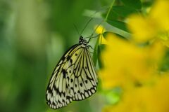 小春　オオゴマダラ