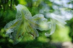 路傍　ヤマユリ　Ⅱ