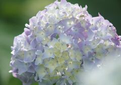 万緑　アジサイ