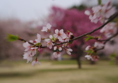 春暖　さくら