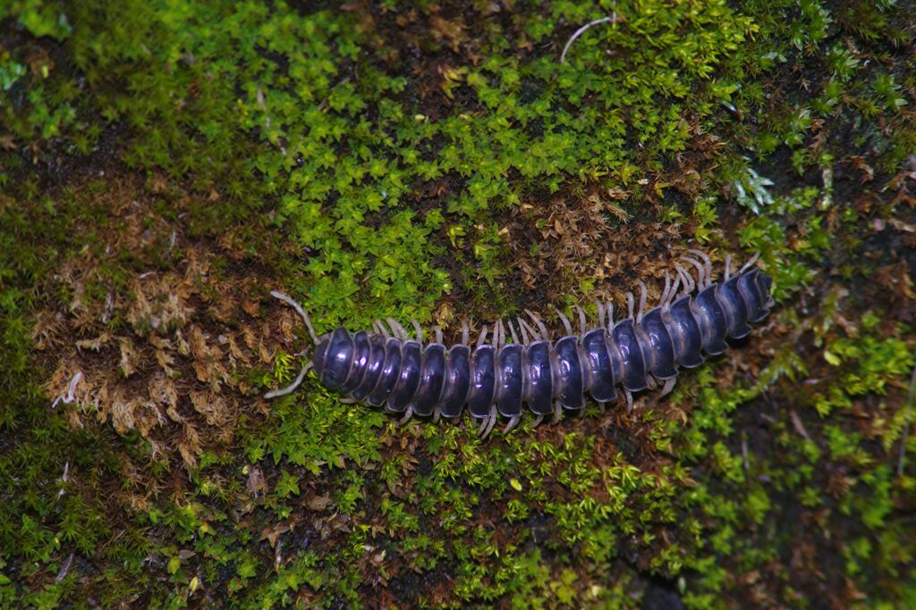 蝉時雨　ヤスデ？