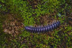 蝉時雨　ヤスデ？