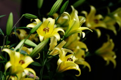 初夏を探して　ユリ　