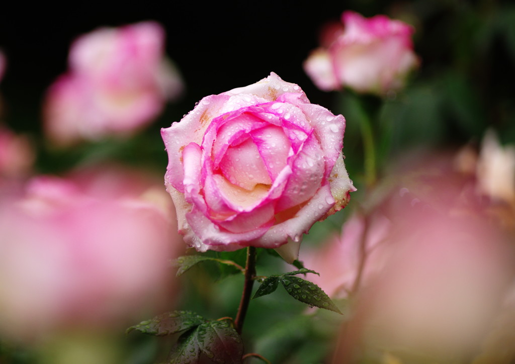 向暑　薔薇