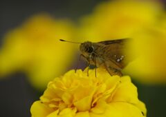 蝉鳴く　セセリチョウ