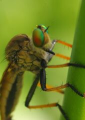 蝉鳴く　アブ？？