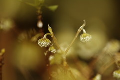 冬を探して　ミツマタ