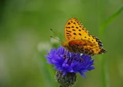 中春　ツマグロヒョウモン