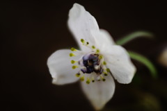 仲春　セツブンソウ