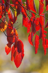 秋を探して　ハナミズキ