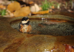 野鳥を追って　ヤマガラ　Ⅱ